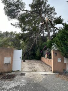 Abattage d’un Pin en urgence
