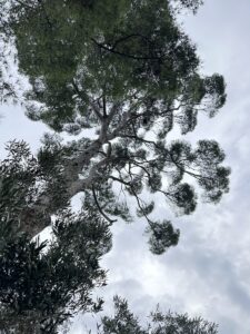 Élagage d’un grand pin au château de Sausset-les-Pins