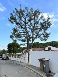 Elagage aéré d’un pin à Martigues