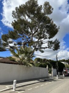 Elagage d’arbres à Carry