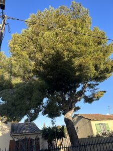 L’élagage d’un Pin à St Mitre les Remparts