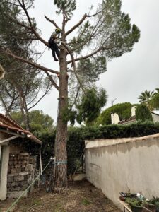 Chantier d’abattage d’un Pin Parasol et rognage de sa souche