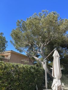 Elagage d’un petit Pin sur la commune de la Couronne