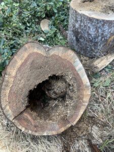 Abattage d’un Pin Infesté par le Phellin à La Couronne