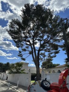 Elagage d’arbres à Carry