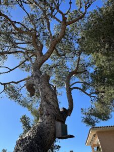 L’élagage d’un petit Pin à La Couronne