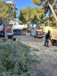 Abattage et rognage d’un pin gênant