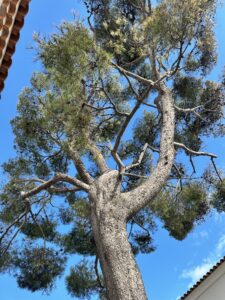 Elagage d’un Pin Parasol et d’un Pin d’Alep – Carry-le-Rouet