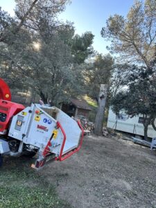 Abbattage d’un pin sur la commune de St Mitre les Remparts