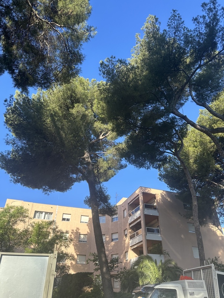Chantier d’élagage de Pins à Marseille