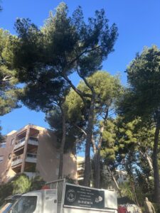 Chantier d’élagage de Pins à Marseille