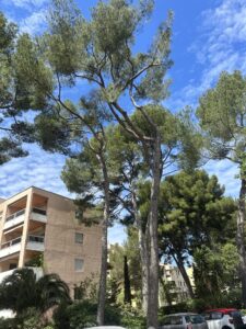 Chantier d’élagage de Pins à Marseille