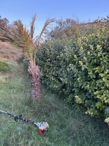 Remise en État d’un Jardin à La Couronne