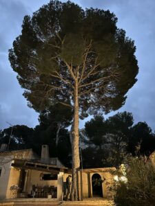  L’élagage d’un pin à Martigues – Une intervention réussie par Atout’Arbres
