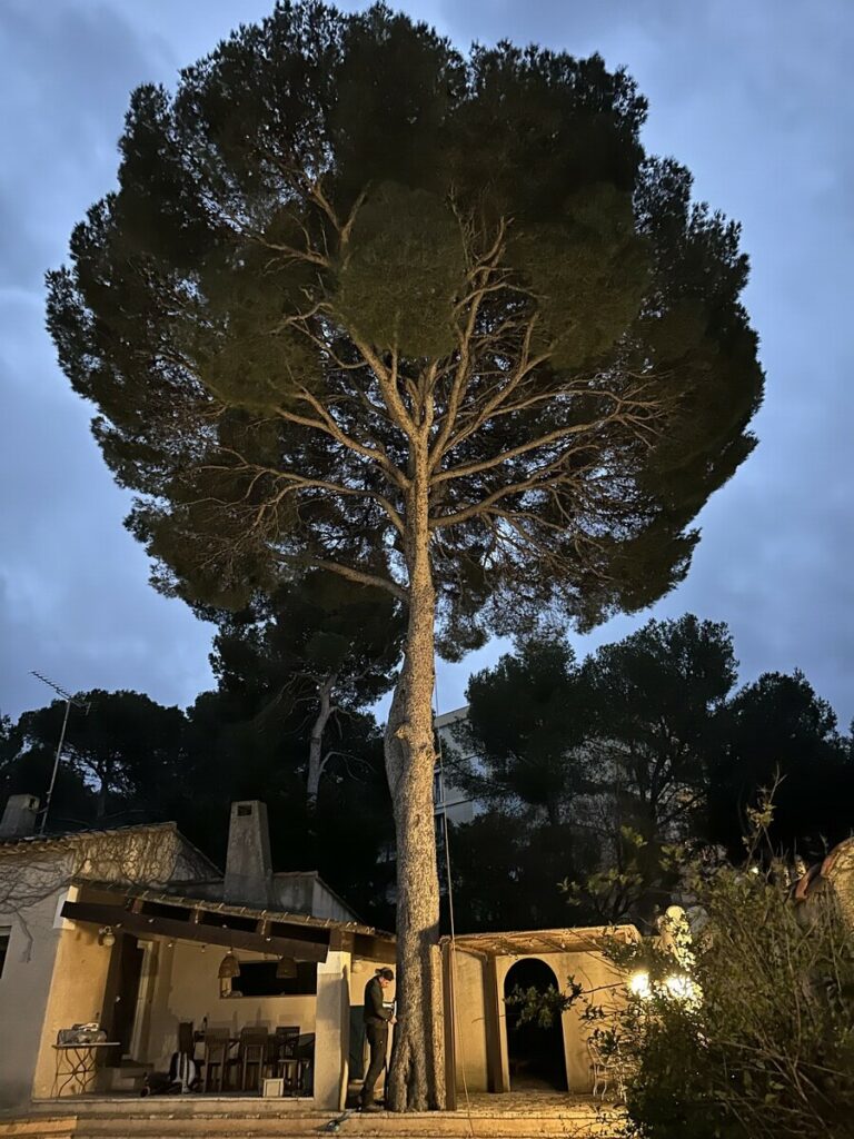  L’élagage d’un pin à Martigues – Une intervention réussie par Atout'Arbres