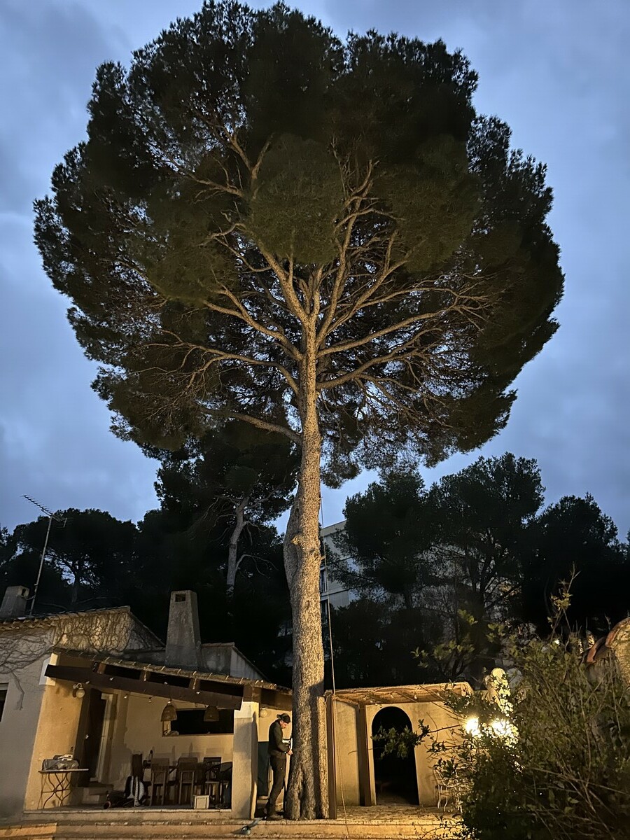  L’élagage d’un pin à Martigues – Une intervention réussie par Atout'Arbres