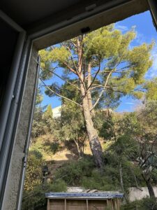 Avant-après de l’élagage d’un pin à Rognac