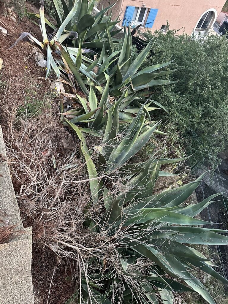 Élagage d'un petit pin et entretien de colline à Martigues