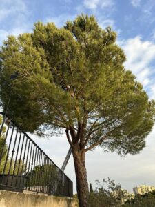 Élagage d’un petit pin et entretien de colline à Martigues