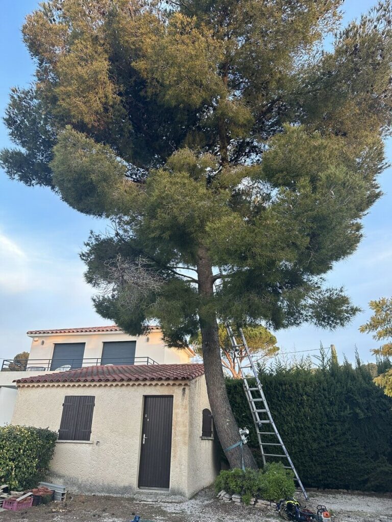 Abattage d’un Pin à Sausset-les-Pins : Une Intervention Nécessaire