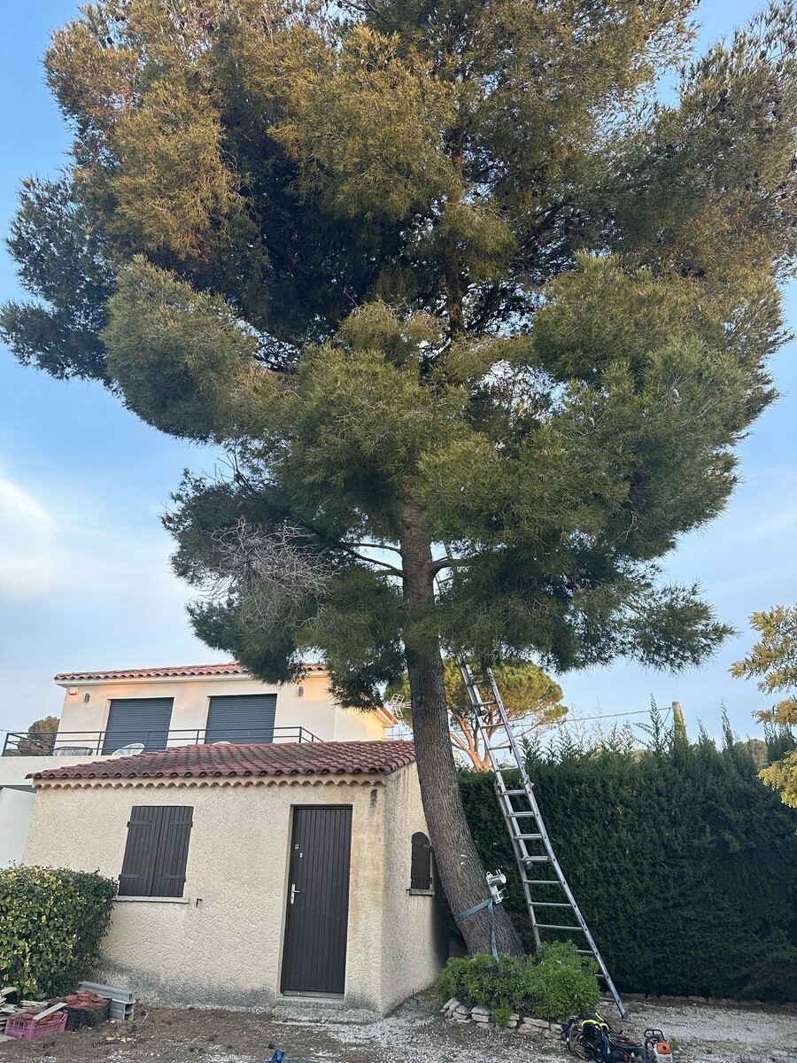 Abattage d’un Pin à Sausset-les-Pins : Une Intervention Nécessaire