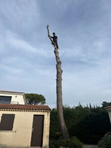 Abattage d’un Pin à Sausset-les-Pins : Une Intervention Nécessaire