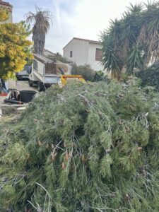 Abattage d’un Pin à Sausset-les-Pins : Une Intervention Nécessaire