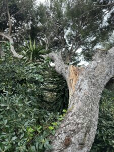 Intervention urgente sur un pin fendu en deux : sécurisation immédiate à Ensues-la-Redonne