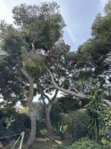 Intervention urgente sur un pin fendu en deux : sécurisation immédiate à Ensues-la-Redonne