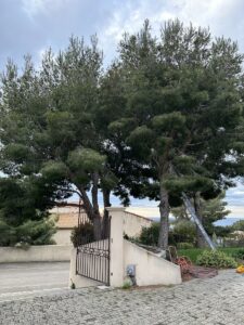 Avant / Après : élagage de pins à Ensues-la-Redonne