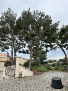 Avant / Après : élagage de pins à Ensues-la-Redonne