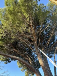 Élagage d’un pin parasol à Martigues : on fait respirer le jardin