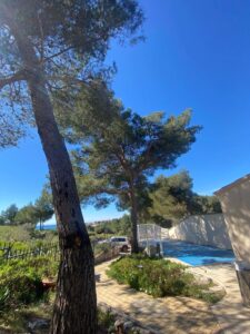 Après – Abattage par démontage de Pins à Martigues