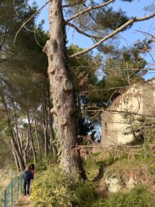 Après – Abattage par démontage de Pins à St Mitre les Remparts