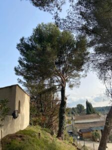 Avant – Abattage par démontage de Pins à St Mitre les Remparts