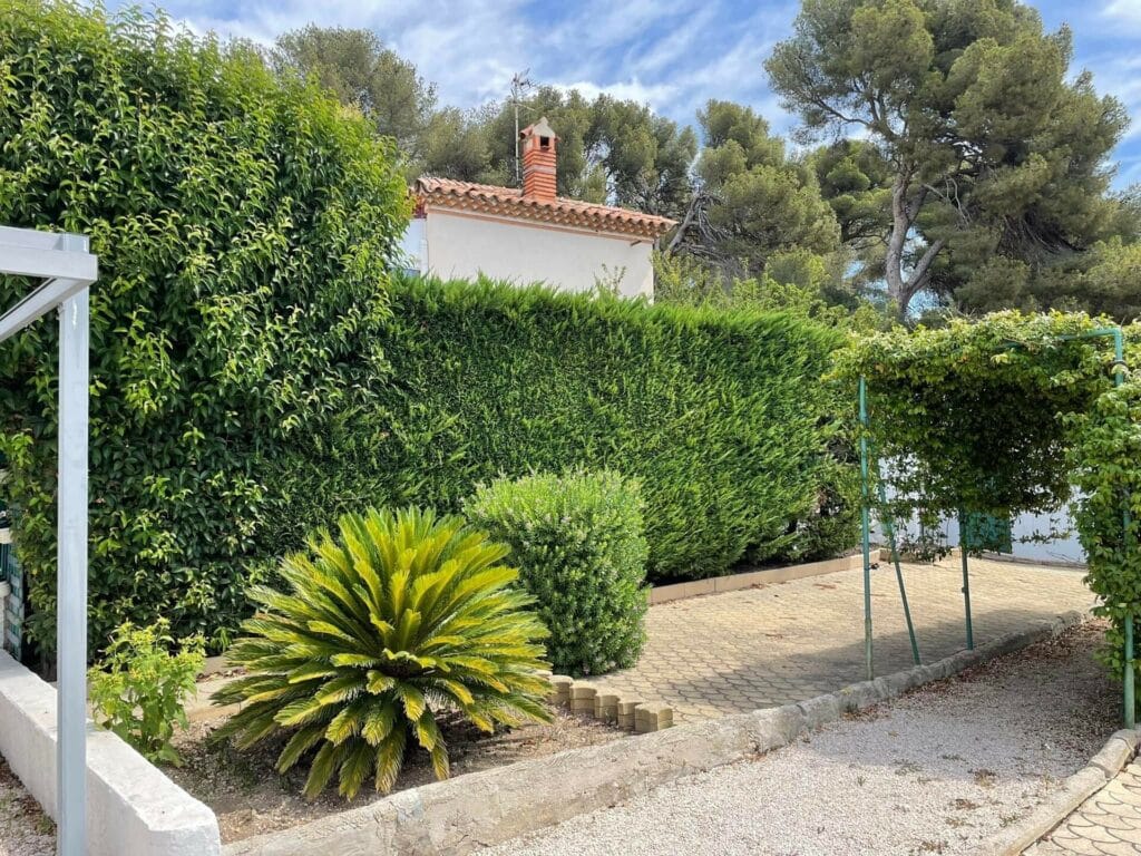 Jardin méditerranéen ensoleillé avec haie dense, palmier Cycas luxuriant, maison au toit tuilé et grands pins en arrière-plan, bordé d'allées pavée et en gravier.