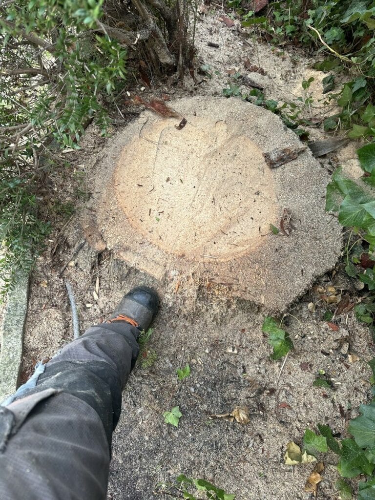 Grande souche d'arbre fraîchement coupée et recouverte de sciure, dans un environnement boisé. Un pied en botte de travail est visible à côté.