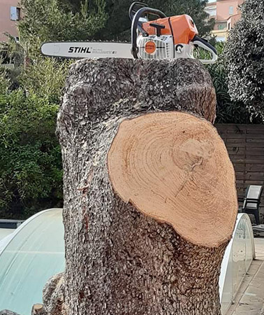 Tronçonneuse STIHL orange et blanche posée sur un grand tronc d'arbre fraîchement coupé, révélant les cernes du bois.